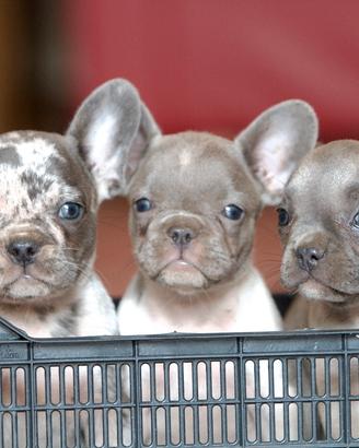 Cuccioli di bulldog francese