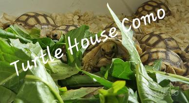 Tartaruga terrestre C.Sulcata