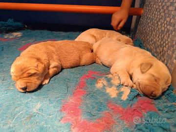 Cuccioli di Golden retriever