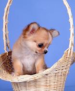 Chihuahua con pedigree