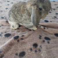 Coniglietto ariete nano miniloop