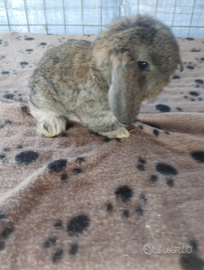 Coniglietto ariete nano miniloop