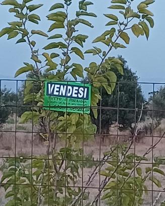 Terreno agricolo 10mila mq