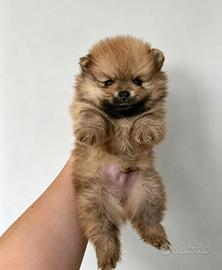 Volpino di Pomerania ultimo maschietto pedigreENCI