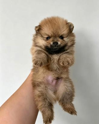 Volpino di Pomerania ultimo maschietto pedigreENCI