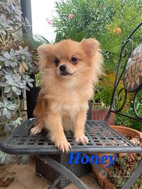 Pomchi