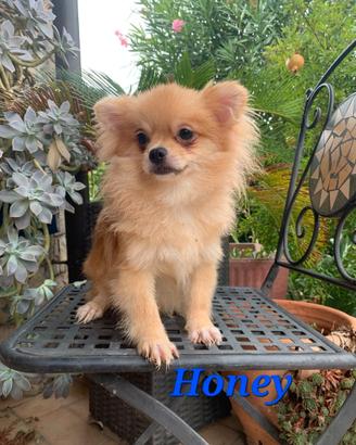 Pomchi