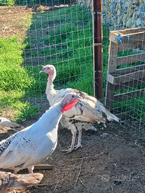 Tacchini fine cariera