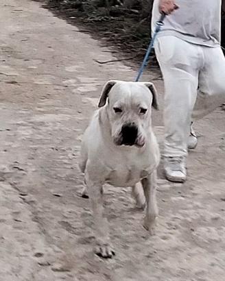 Dogo cuccioli