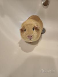 Cavia peruviana (con gabbia)