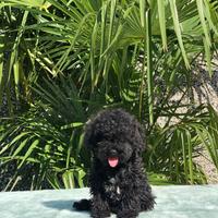 Cucciolo di barboncino