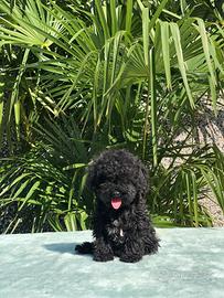 Cucciolo di barboncino