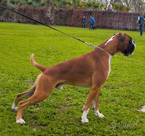 Disponibile per monta