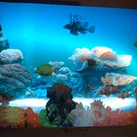 acquario luminoso con movimento pesci