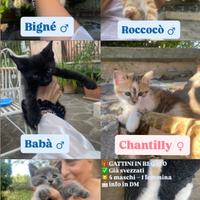 Gattini svezzati 45gg
