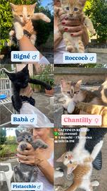 Gattini svezzati 45gg