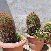 3 piante grasse giganti