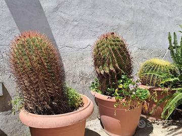 3 piante grasse giganti