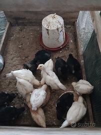Pulcini livornesi/ austraulorp