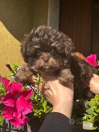Cucciola Yorkshire