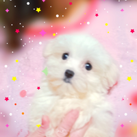 Maltesi Mini Vaccinati Disponibili Originali