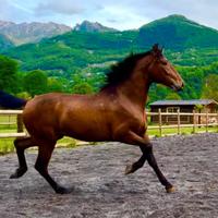 Cavallo Andaluso