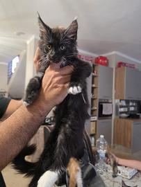 Maine coon cuccioli con pedigree AFSI