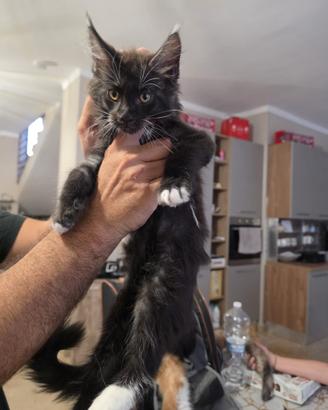 Maine coon cuccioli con pedigree AFSI