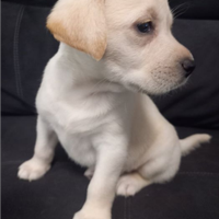 Labrador Golden retriever