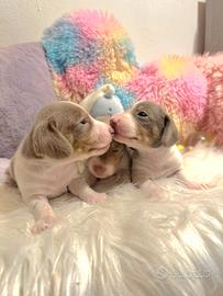 Cuccioli bassotto pelo corto