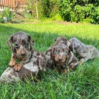 Piccoli Kaninchen toy bassotti