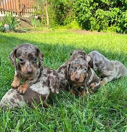 Piccoli Kaninchen toy bassotti