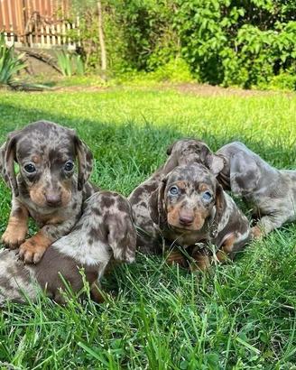 Piccoli Kaninchen toy bassotti