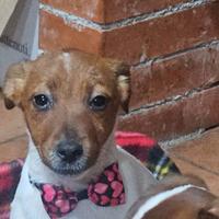 Jack vaccini completi