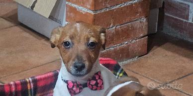 Jack vaccini completi