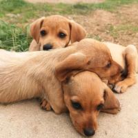 Cuccioli segugio maremmano