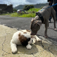 Pitbull per monta
