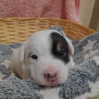 Cuccioli di Jack Russell