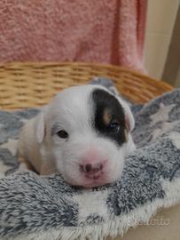 Cuccioli di Jack Russell
