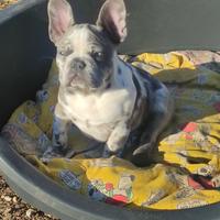 Cucciola femmina bulldog francese Merle