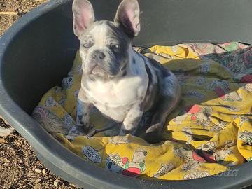 Cucciola femmina bulldog francese Merle