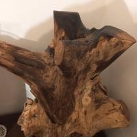 tronco da esposizione 