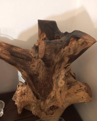 tronco da esposizione 