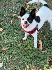 Chiwawa