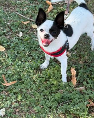 Chiwawa
