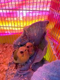 Pappagalli inseparabili allevati a mano