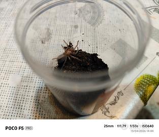 Tarantola Lasiadora striatipes sling