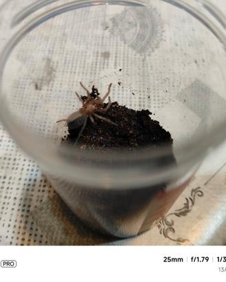Tarantola Lasiadora striatipes sling