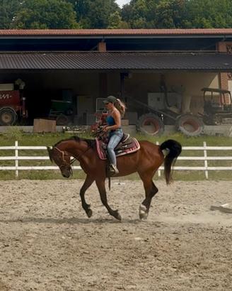 Cavallo