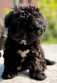 Ultime due cucciole barboncino nano e Toy